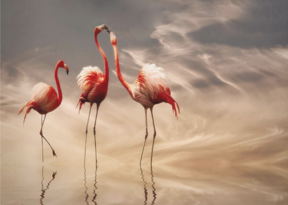 fighting ... | Canvas