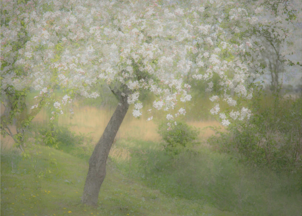 In the garden | Canvas