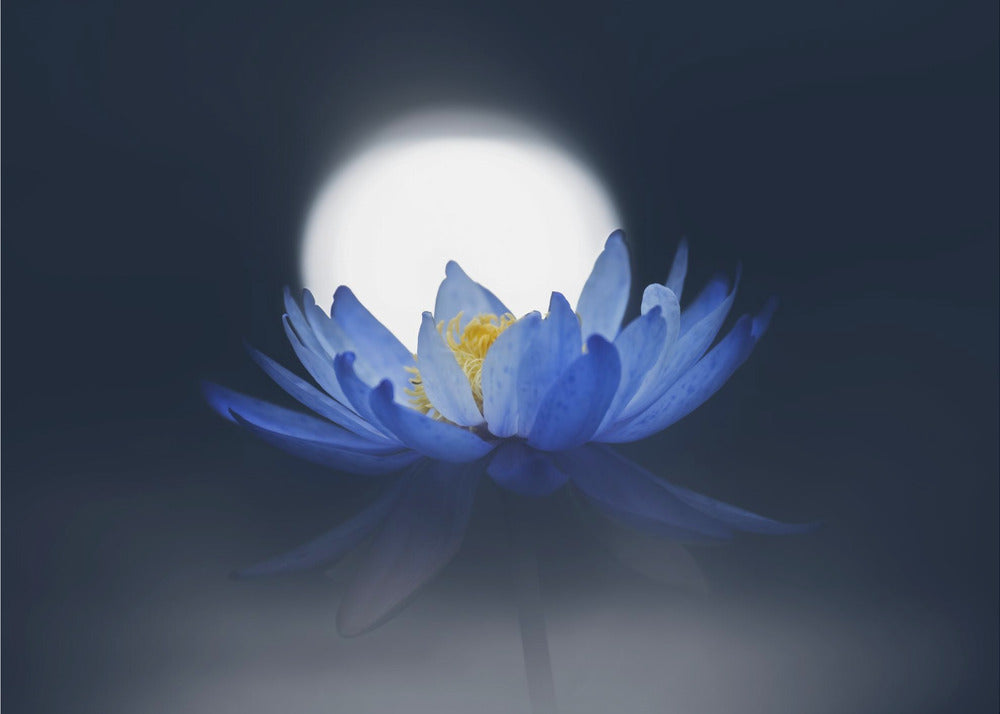 Fleeting dream | Canvas