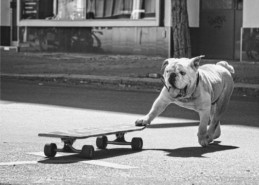 ... dogs just want to have fun ... | Wallpaper