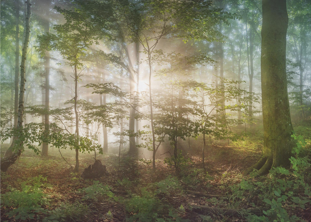 morning sun | Canvas