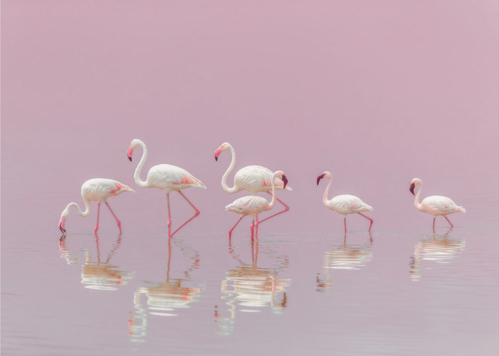 Flamingos | Wallpaper