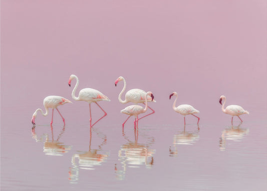 Flamingos | Wallpaper