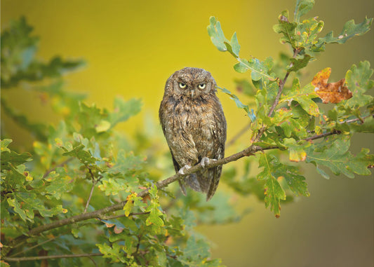 Eurasian Scops Owl | Canvas