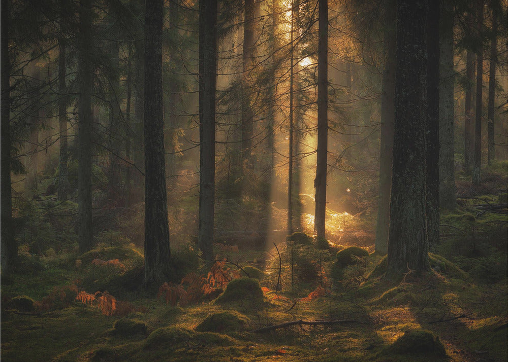 The light in the forest | Canvas