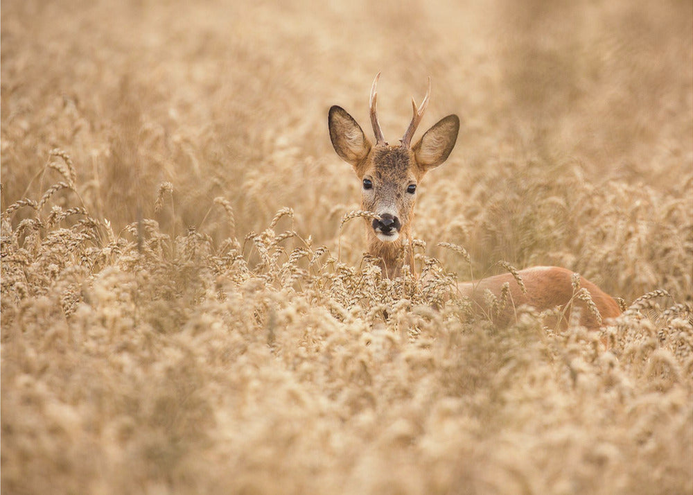 Deer in the field | Wallpaper