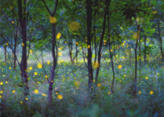 Magic fireflies | Poster