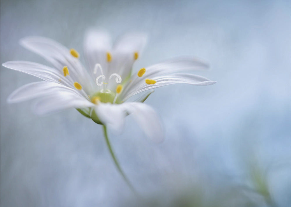 Greater Stitchwort | Poster