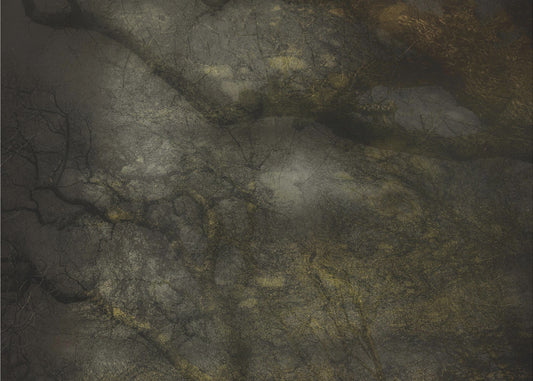 Old forrest | Canvas