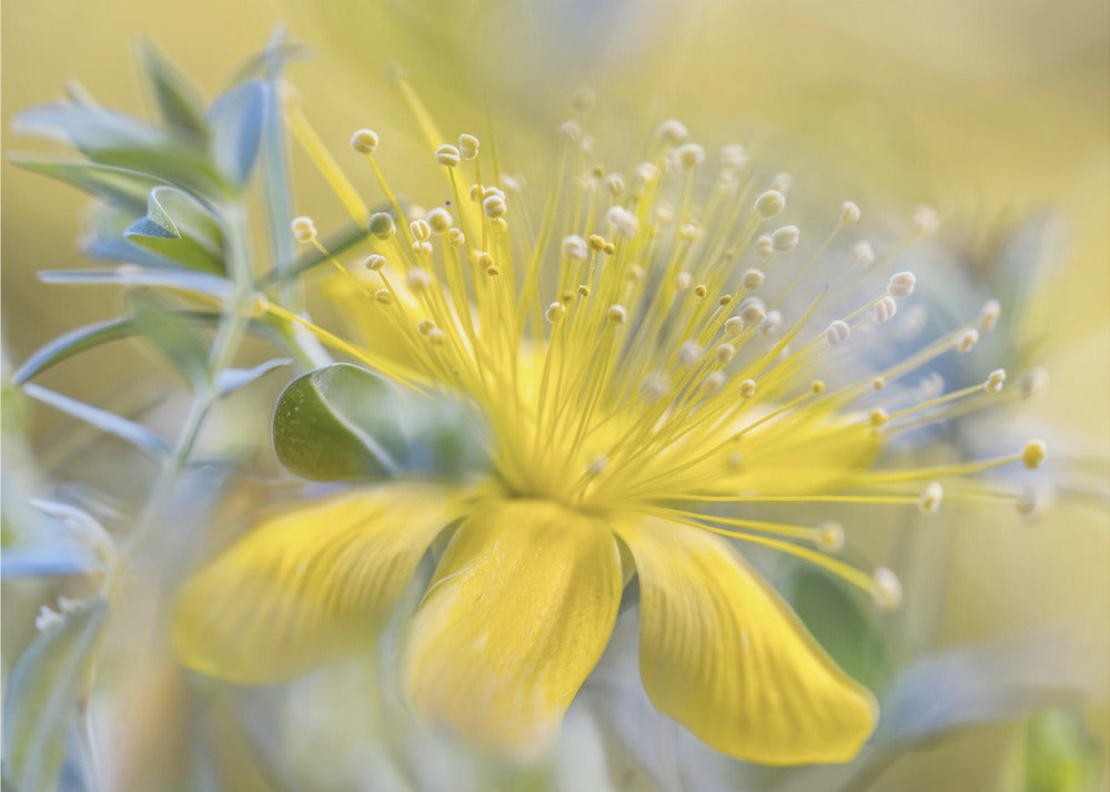 Hypericum | Canvas