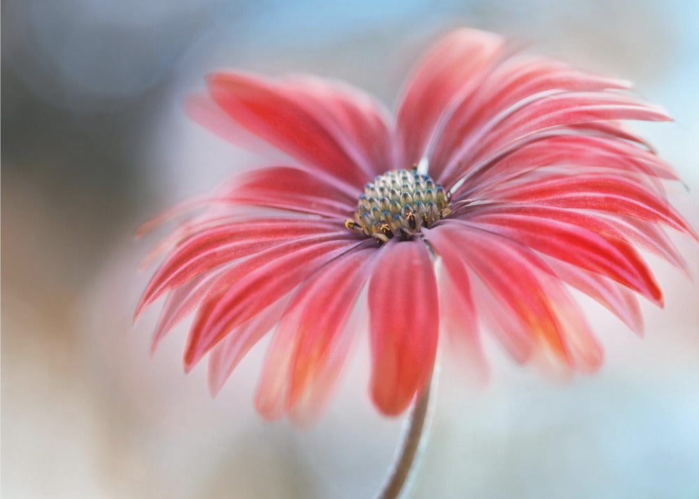 Cape Daisy* | Poster