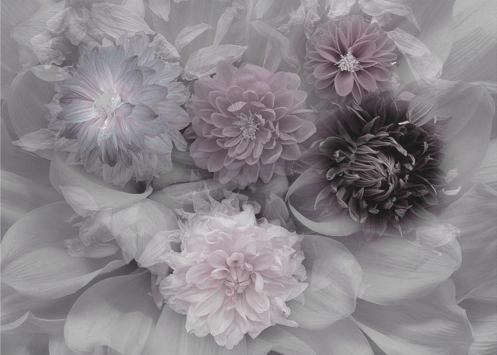 Dahlia dream | Poster