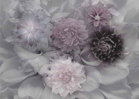 Dahlia dream | Canvas