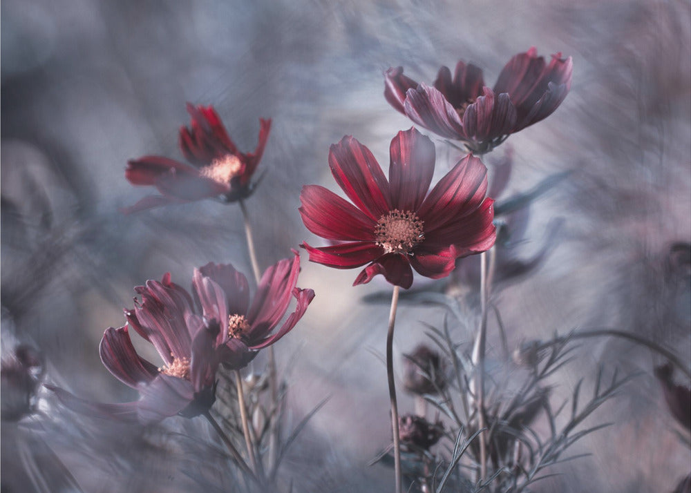 Cosmoslicious | Canvas