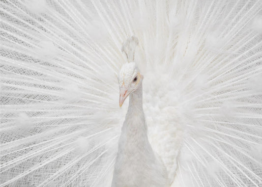 Splendid Whitie | Poster