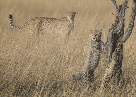 I've Got it Mum | Wallpaper