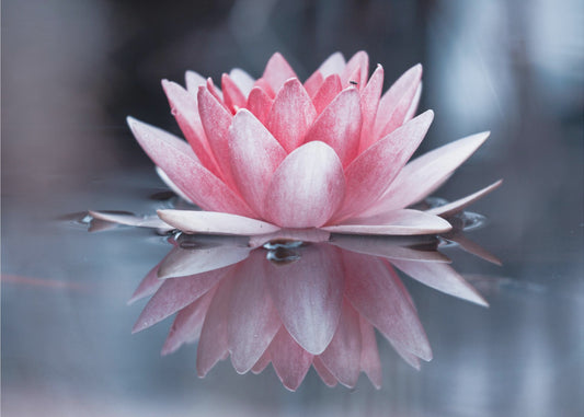 Padmasana | Wallpaper