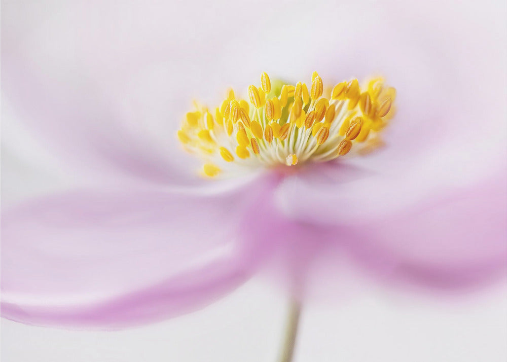 *Anemone* | Poster