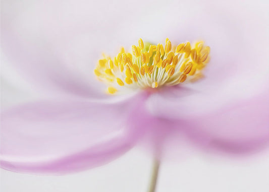 *Anemone* | Poster