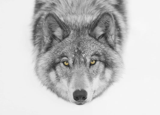 Yellow eyes - Timber Wolf | Poster