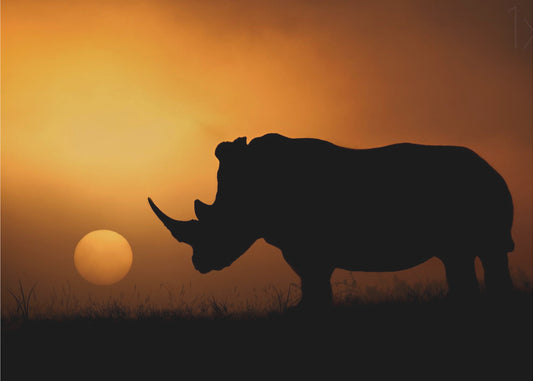 Rhino Sunrise | Canvas