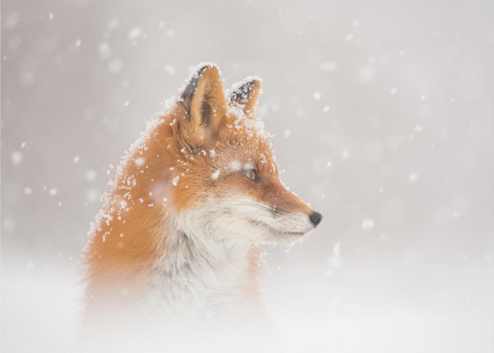 Snow is fallingâ€¦ | Canvas