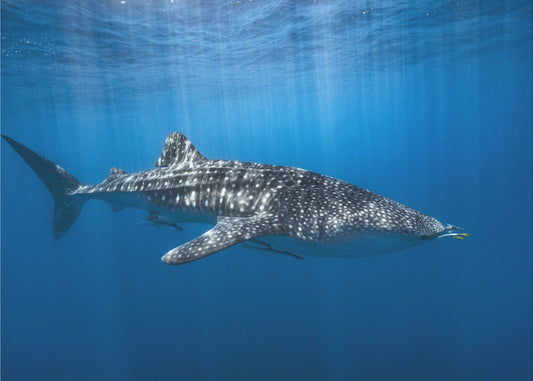 Whale shark in the blue | Canvas
