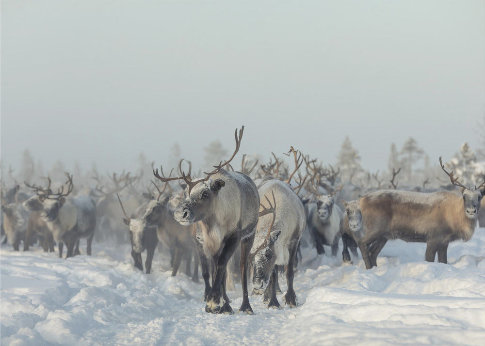 Reindeers | Poster