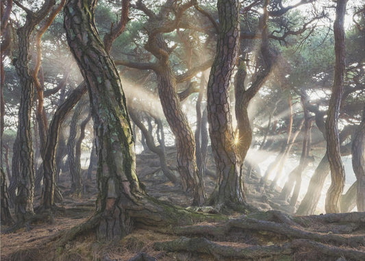 Sacred Pine Trees | Canvas