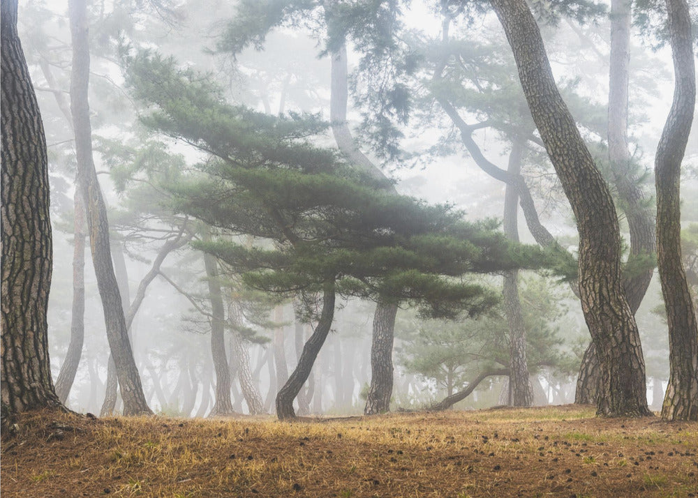 In The Misty Pine Forest | Poster