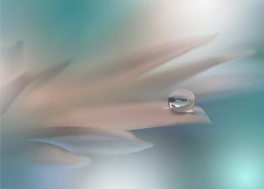 White Symphony.. | Canvas