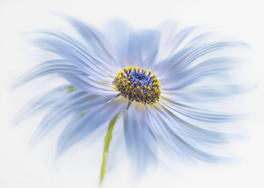 Daisy delight | Poster