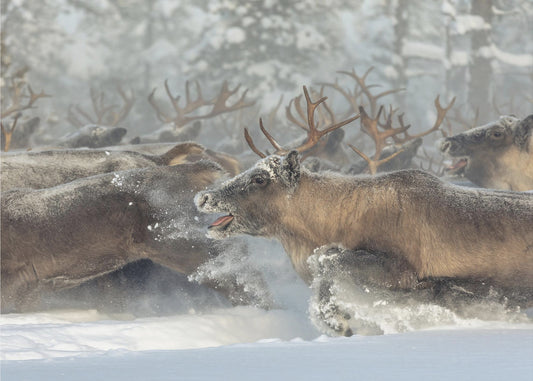 Reindeers III | Poster