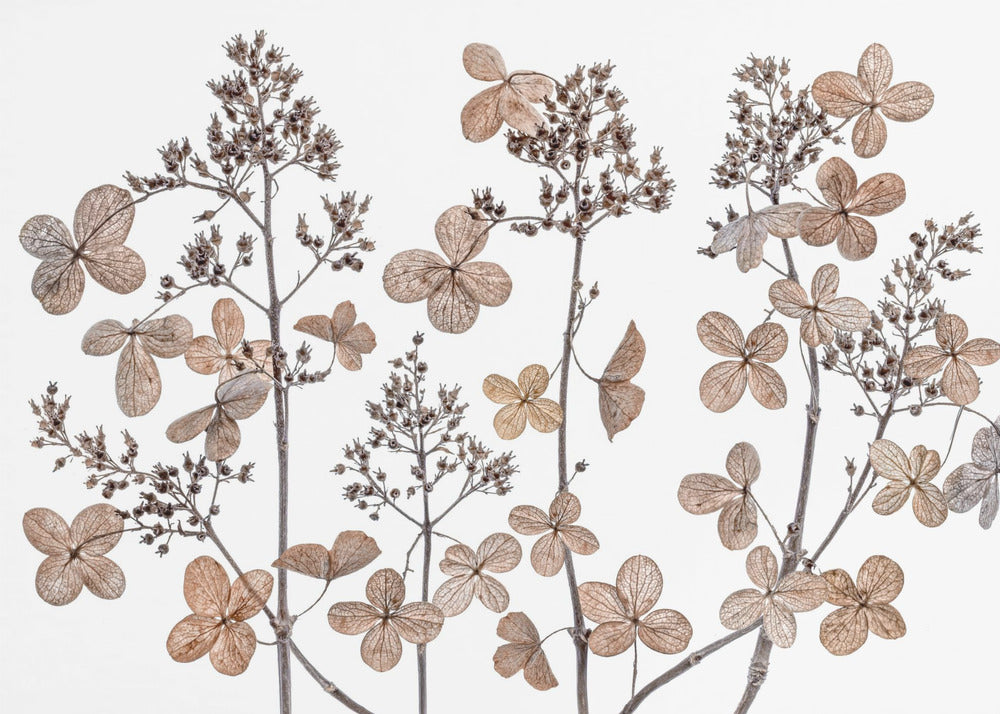 Hydrangea paniculata | Canvas