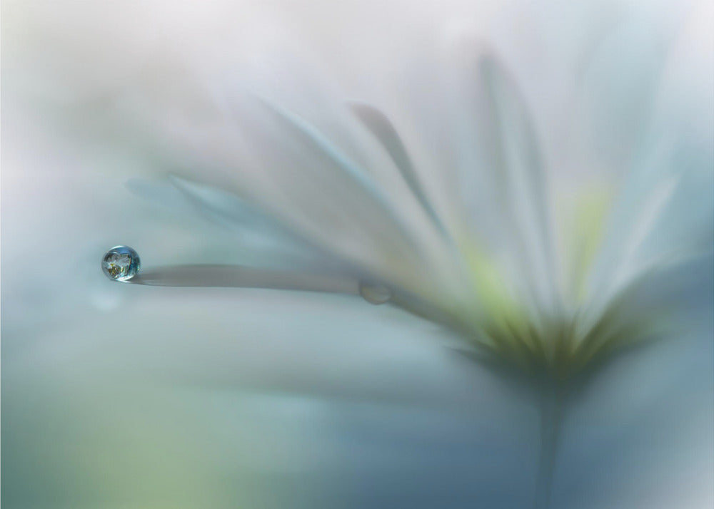 Fields of Hope.. | Canvas