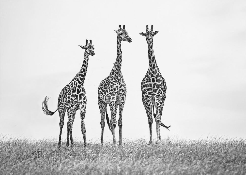Giraffes in the  Mara plains | Poster