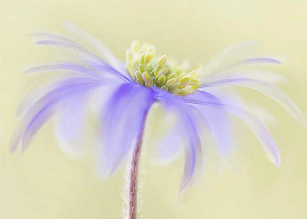 Anemone Blanda | Canvas