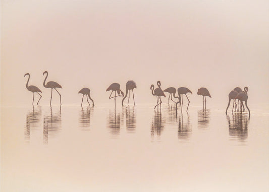 Flamingos in the mist | Poster