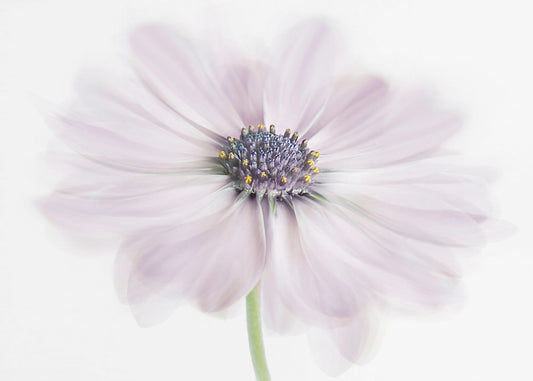 Cape Daisy | Canvas