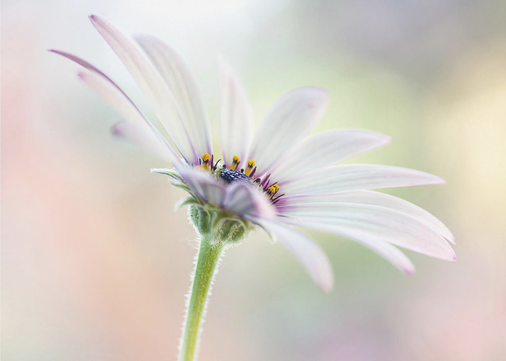 Cape Daisy | Canvas