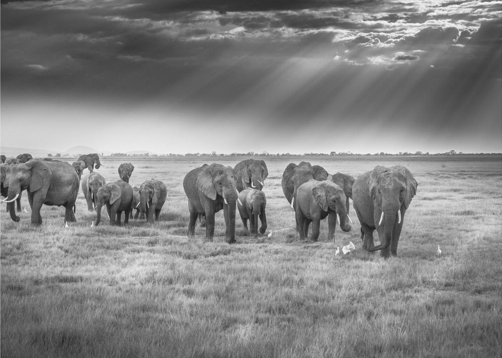 Breakfast with pachyderms | Wallpaper