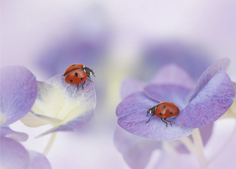 Red and purple | Canvas