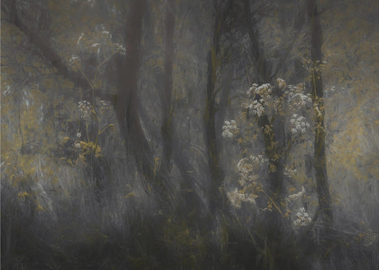 Cow parsley | Canvas