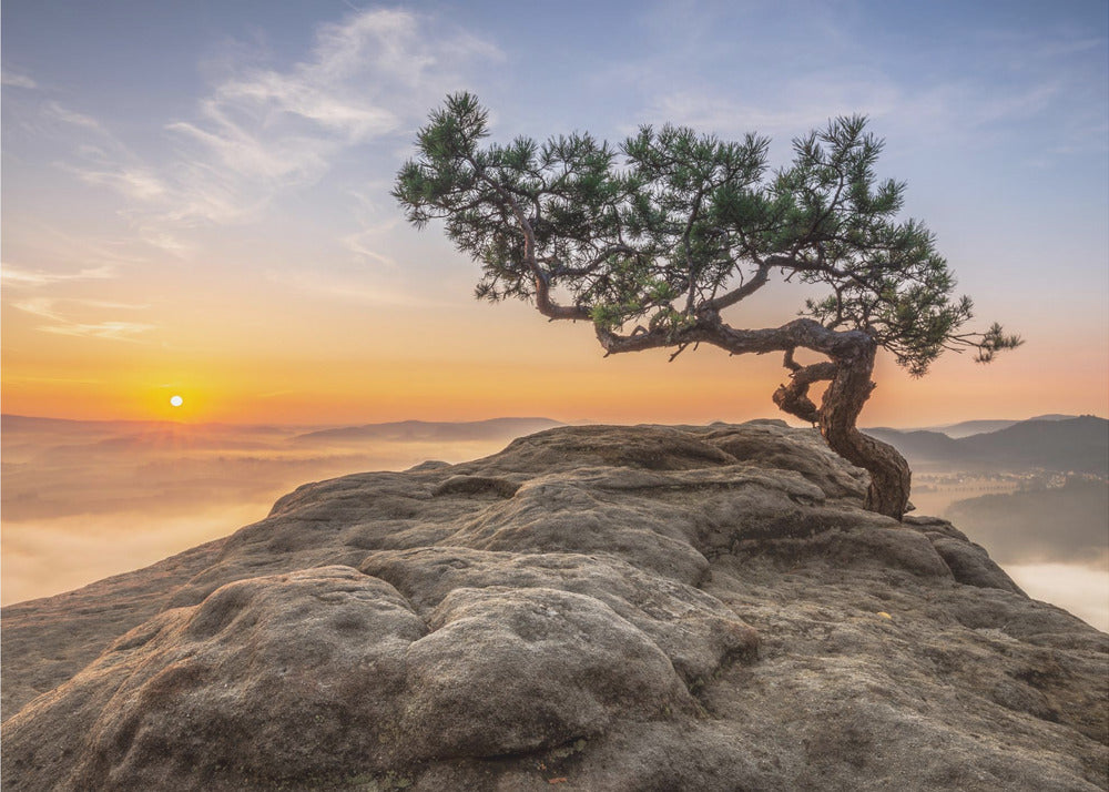 Old pine | Canvas