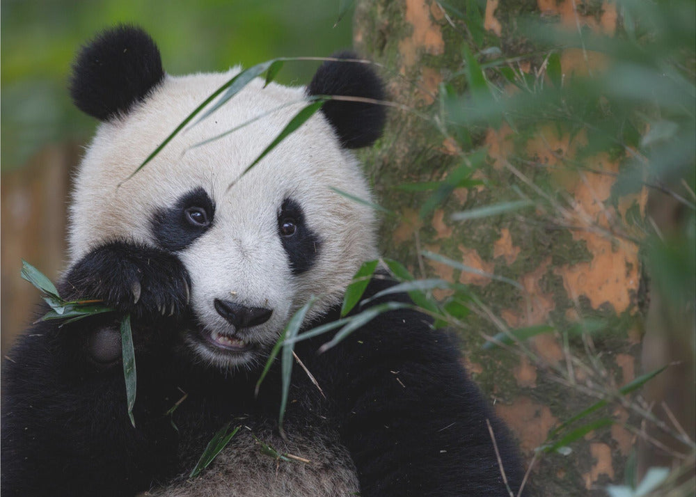 Bamboo Time | Poster