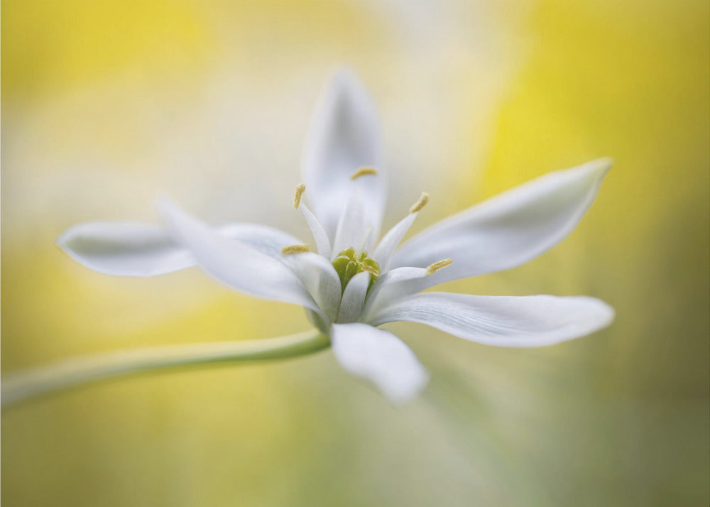 Ornithogalum | Poster