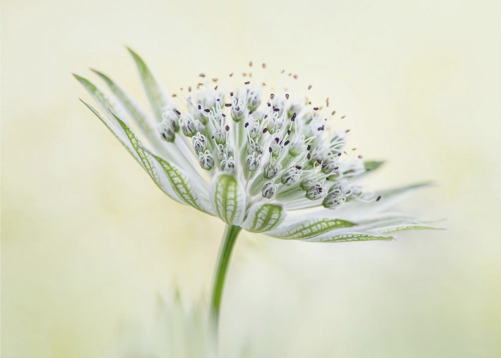 ~Astrantia~ | Poster