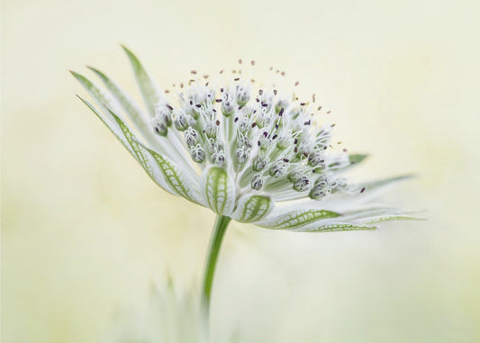 ~Astrantia~ | Canvas