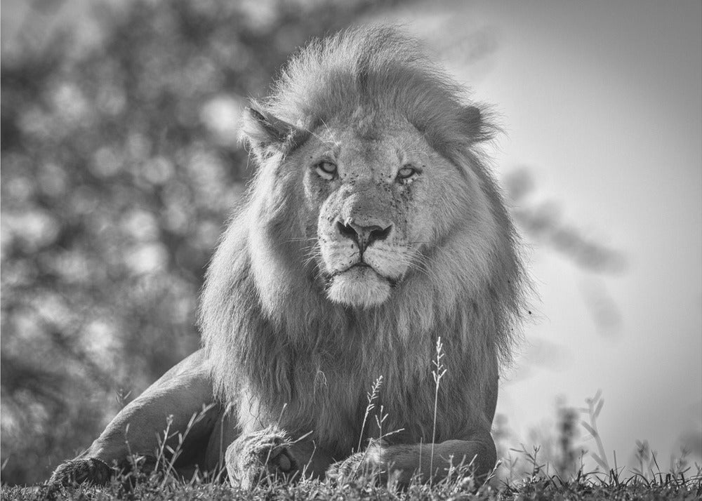 Monochromatic lion king | Canvas