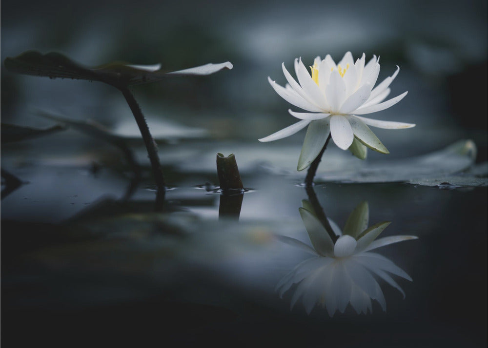 Reflection | Wallpaper